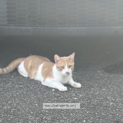 Photo 1/1 Found cat Found in Venissieux