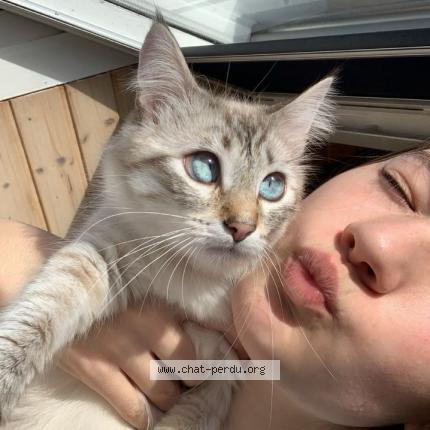 Photo 1/1 Neige Chat lost in Plescop