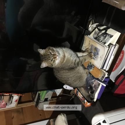 Photo 1/1 Mistigri Chat lost in Saint generoux