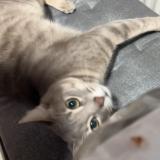 Picture of cat lost at Paris