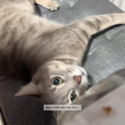 Photo 1/1 Milo Chat lost in Paris