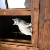 Picture of cat lost at Saint Generoux