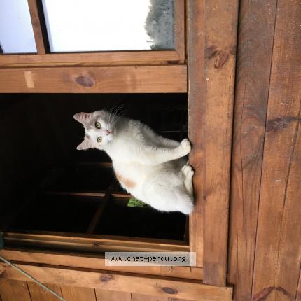 Photo 1/1 Lune Chat lost in Saint generoux