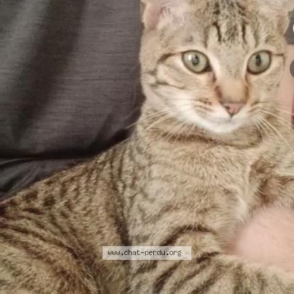 Photo 1/1 Mi-chat Chat lost in Paris