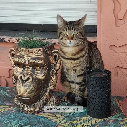 Photo 1/1 Moon Chat lost in La madeleine