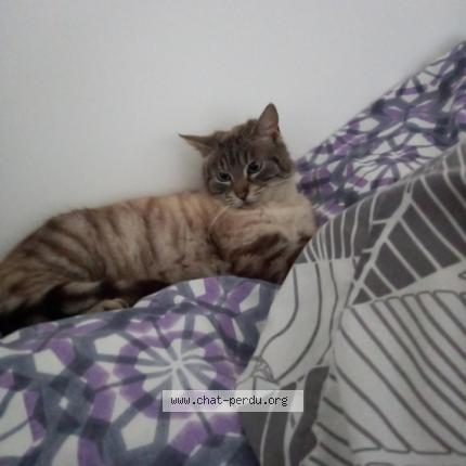 Photo 1/1 Salom&eacute; Chat lost in Caen