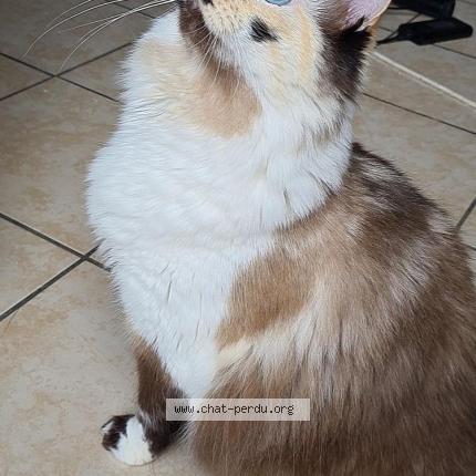 Photo 1/1 Ouija Chat lost in Saint romain sur cher