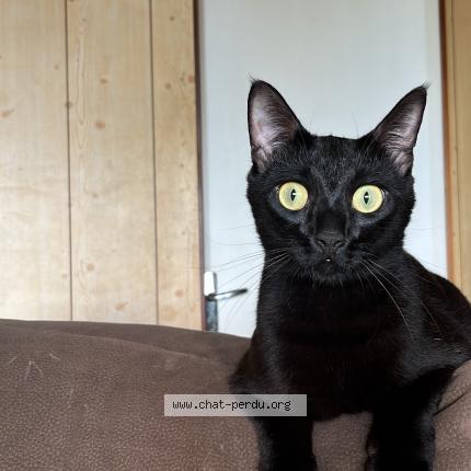 Photo 1/1 Yori Chat lost in Tampon