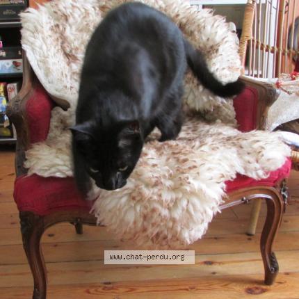 Photo 1/1 Mrelin Chat lost in Tours