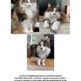 Picture of cat lost at La Rochelle