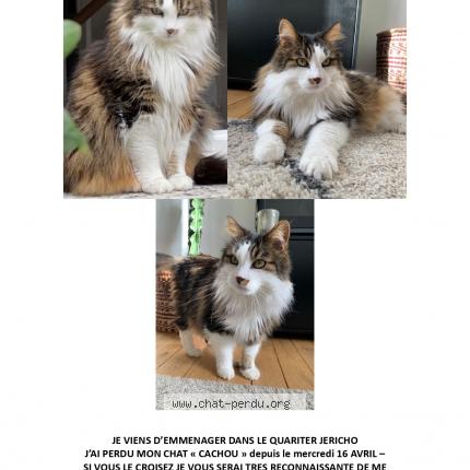 Photo 1/1 Cachou Chat lost in La rochelle