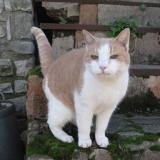 Picture of cat lost at Mougins
