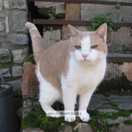 Photo 1/1 Pucette Chat lost in Mougins
