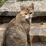 Picture of cat found at Pontoise