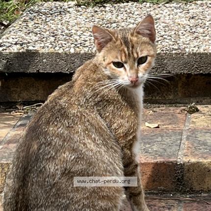 Photo 1/1 Found cat Found in Pontoise