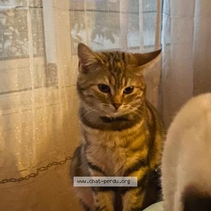 Photo 1/1 Yuka Chat lost in Guer