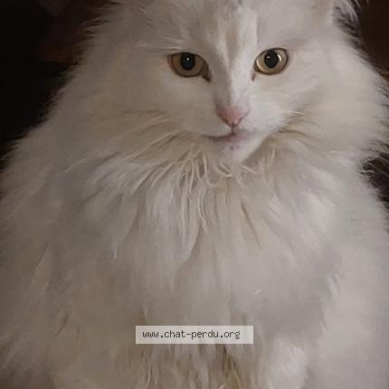 Photo 1/1 Gwen Chat lost in Etain