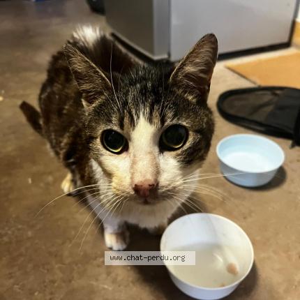 Photo 1/1 Found cat Found in Gien