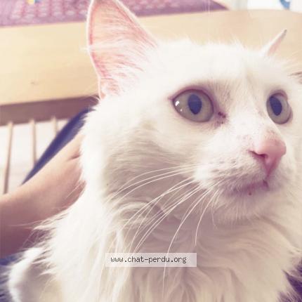 Photo 1/1 Suki Chat lost in Villeneuve la garenne