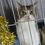 Picture of cat lost at Moulins Les Metz