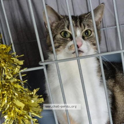 Photo 1/1 Cat reunited Lost in Moulins les metz