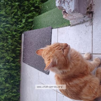 Photo 1/1 Found cat Found in Belfort