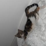 Picture of cat lost at Saint Martin D Heres