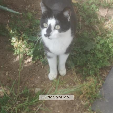 Photo 1/1 B Chat lost in Portes les valence