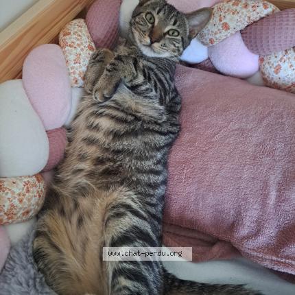 Photo 1/1 Anaïs Raillon Chat lost in Crozet