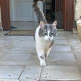 Picture of cat lost at Ludes