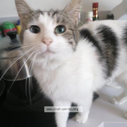 Photo 1/1 Orphée Chat lost in Autreville