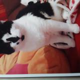 Picture of cat lost at Pontchateau