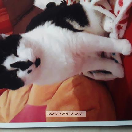 Photo 1/1 Orion Chat lost in Pontchateau