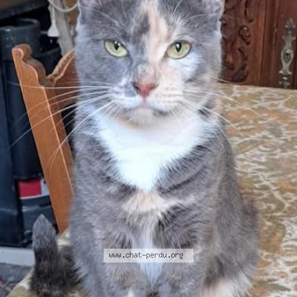 Foto van vermiste kat in Chatelineau