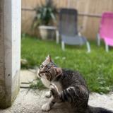 Picture of cat lost at Villeneuve Sur Lot