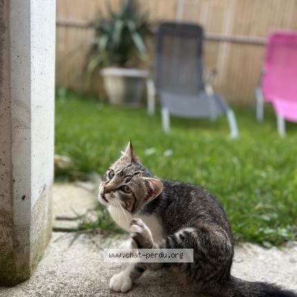 Photo 1/1 Taylor ou « Mon fils » Chat lost in Villeneuve sur lot