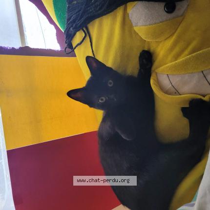 Photo 1/1 Lost Chat lost in Rosemont