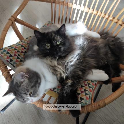 Photo 1/1 Simone Chat lost in Bissey sous cruchaud