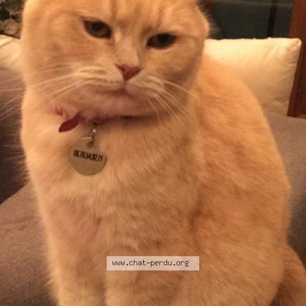 Photo 1/1 Rouquette Chat lost in Bernin