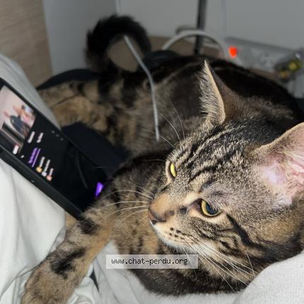 Photo 1/1 Monaco Chat lost in Nantes