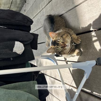 Photo 1/1 Paco Chat lost in Bordeaux