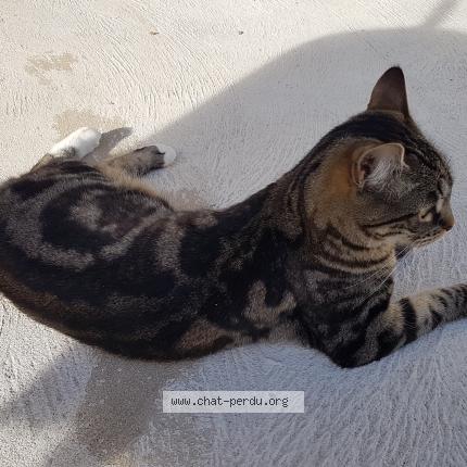 Photo 1/1 Plume Chat lost in Le mesnil saint denis