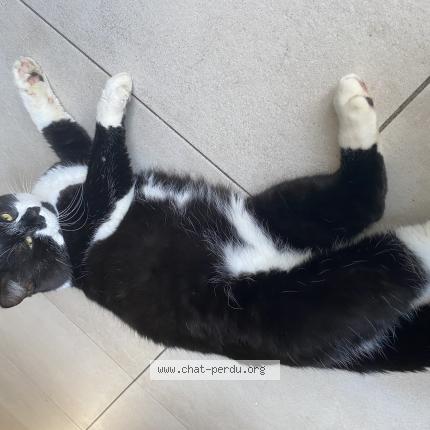 Photo 1/1 Found cat Found in Begles