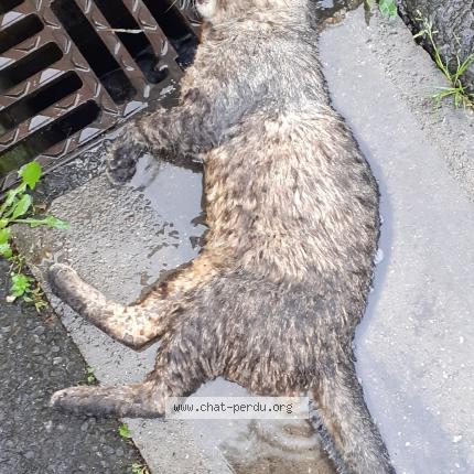 Photo 1/1 Found cat Found in Argenteuil