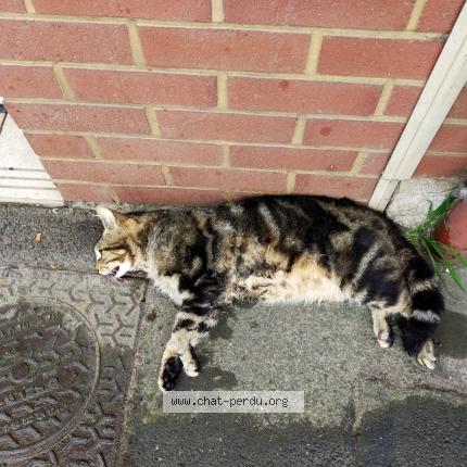 Photo 1/1 Found cat Found in Hersin coupigny