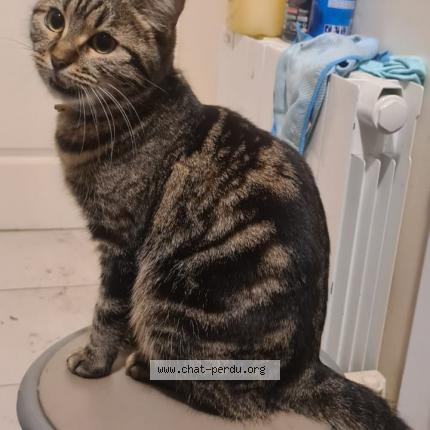 Photo 1/1 Yushi Chat lost in Montrouge