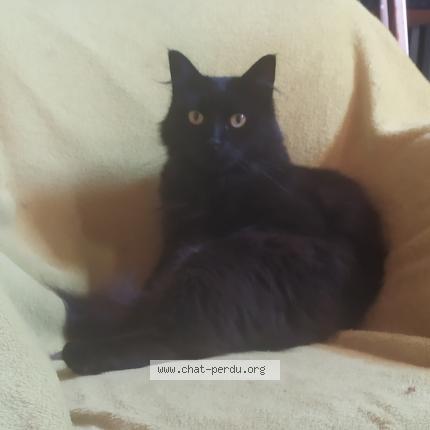 Photo 1/1 Pirouette Chat lost in Trois palis