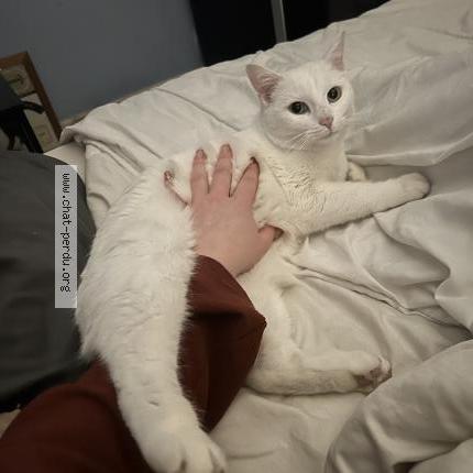 Photo 1/1 Candy Chat lost in Limoges