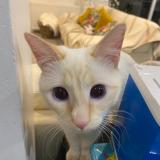 Picture of cat lost at Fontenay Aux Roses