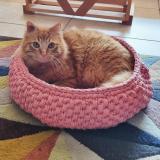 Picture of cat lost at Villeveyrac